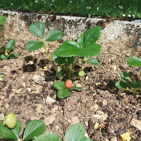 別荘 La Maison Des Doux Souvenirs *